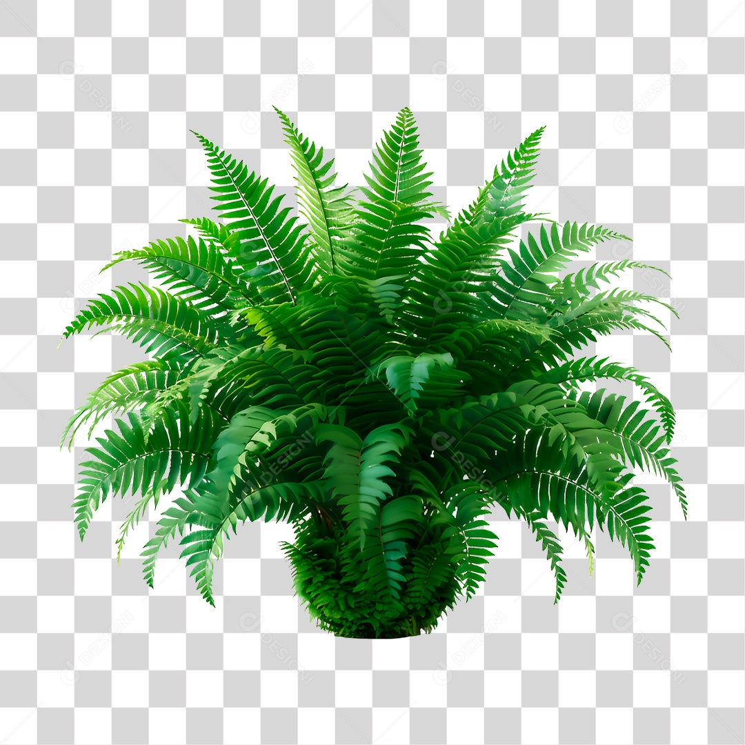 Samambaia PNG Transparente