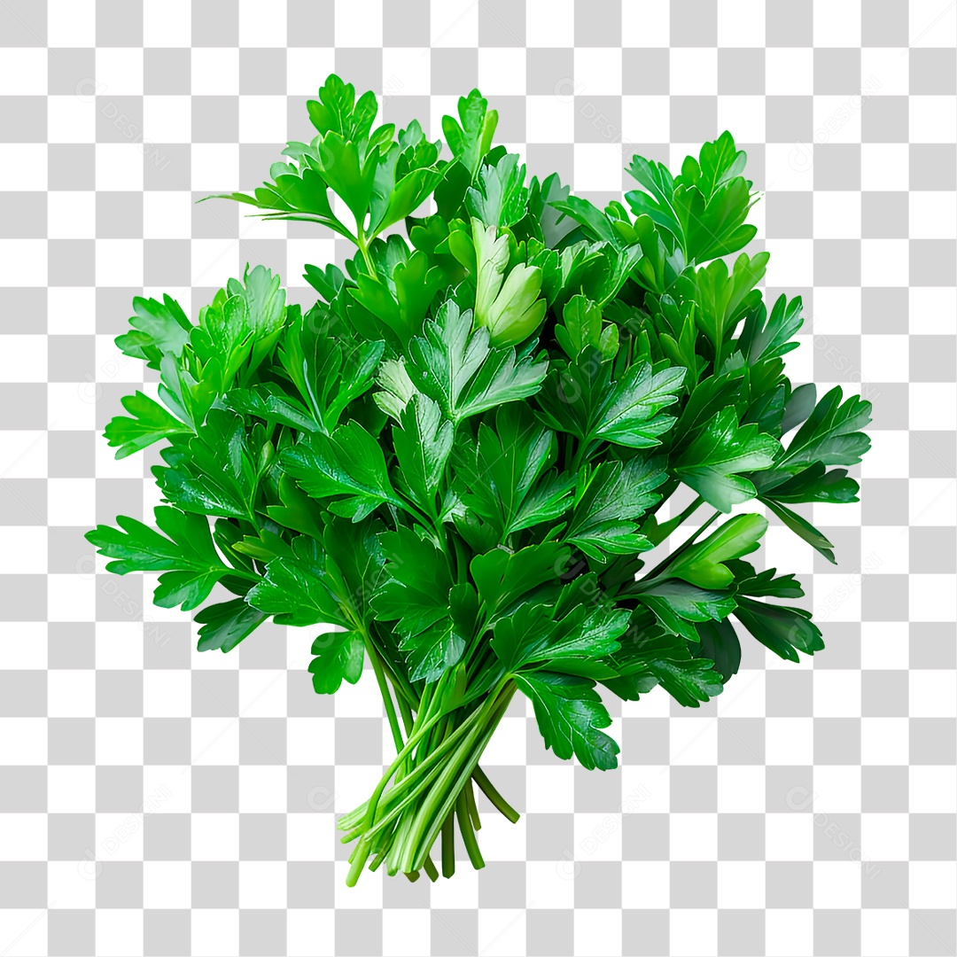 Salsa PNG Transparente