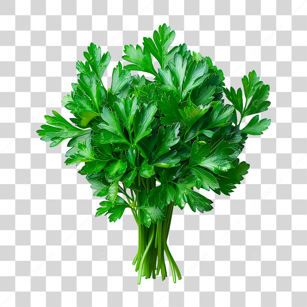 Salsa PNG Transparente