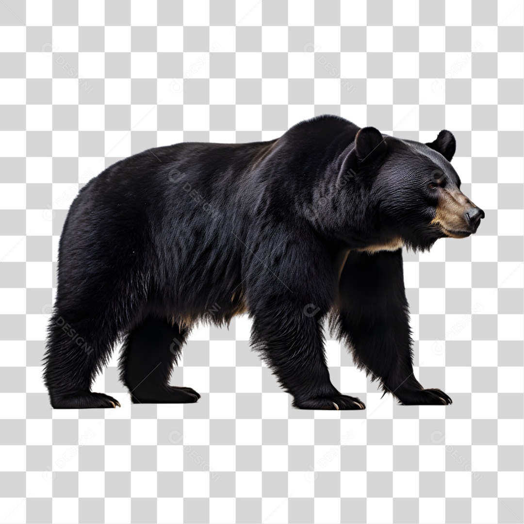 Urso Preto PNG Transparente