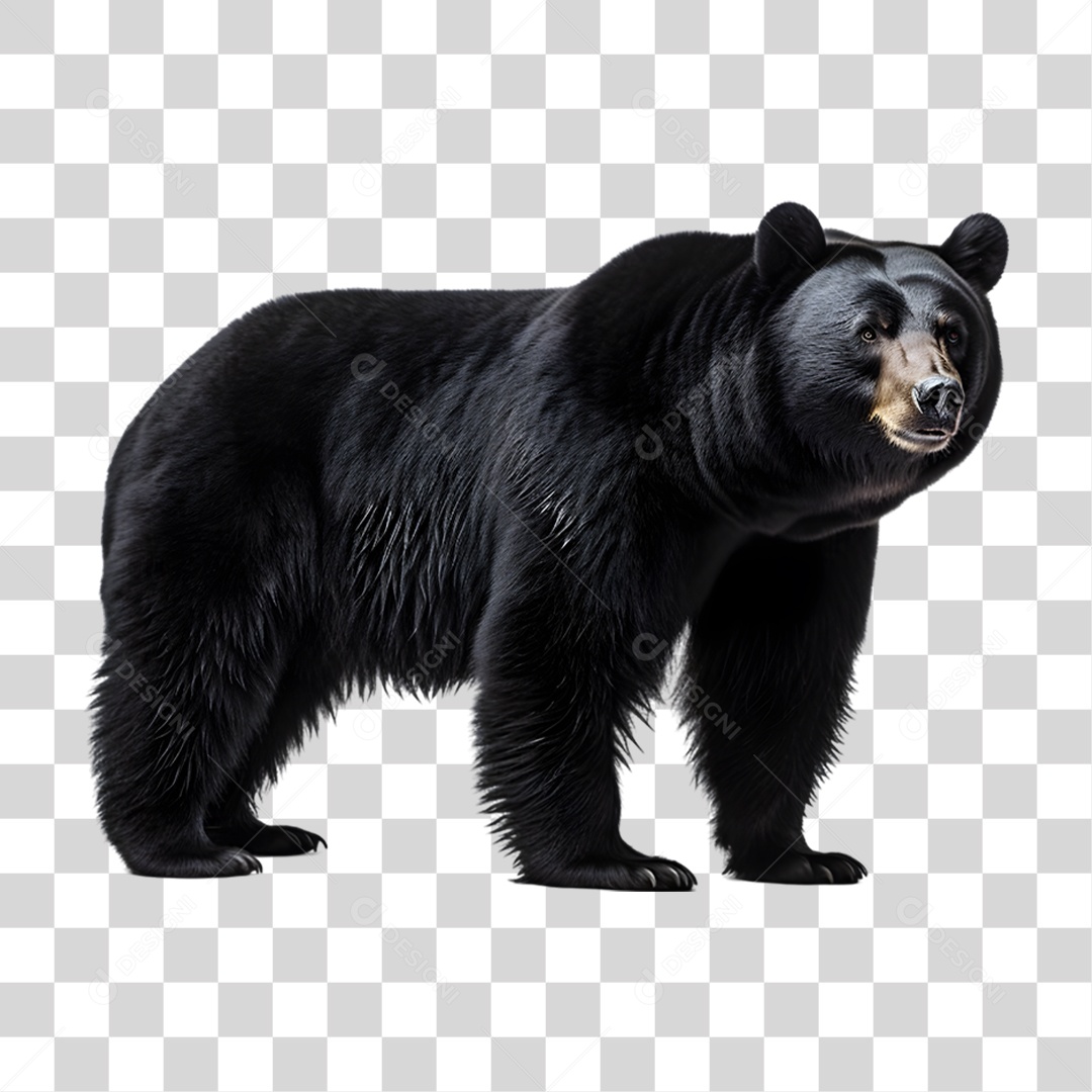 Urso Preto PNG Transparente