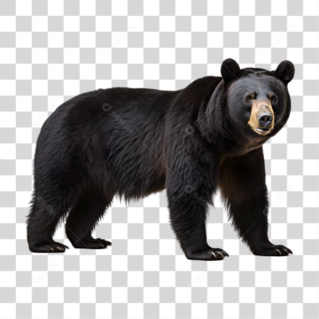 Urso Preto PNG Transparente