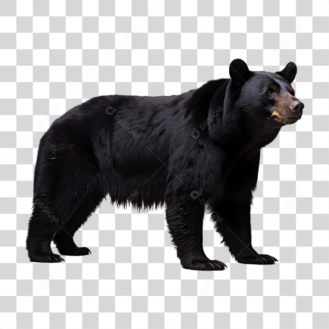 Urso Preto PNG Transparente