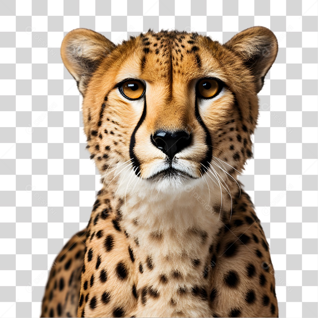 Chita Guepardo PNG Transparente