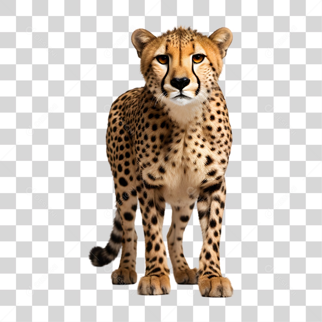 Chita Guepardo PNG Transparente