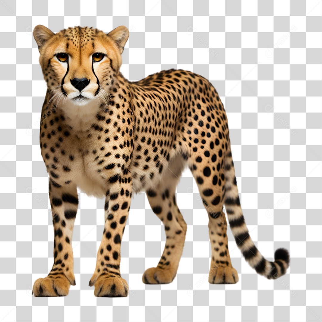 Chita Guepardo PNG Transparente