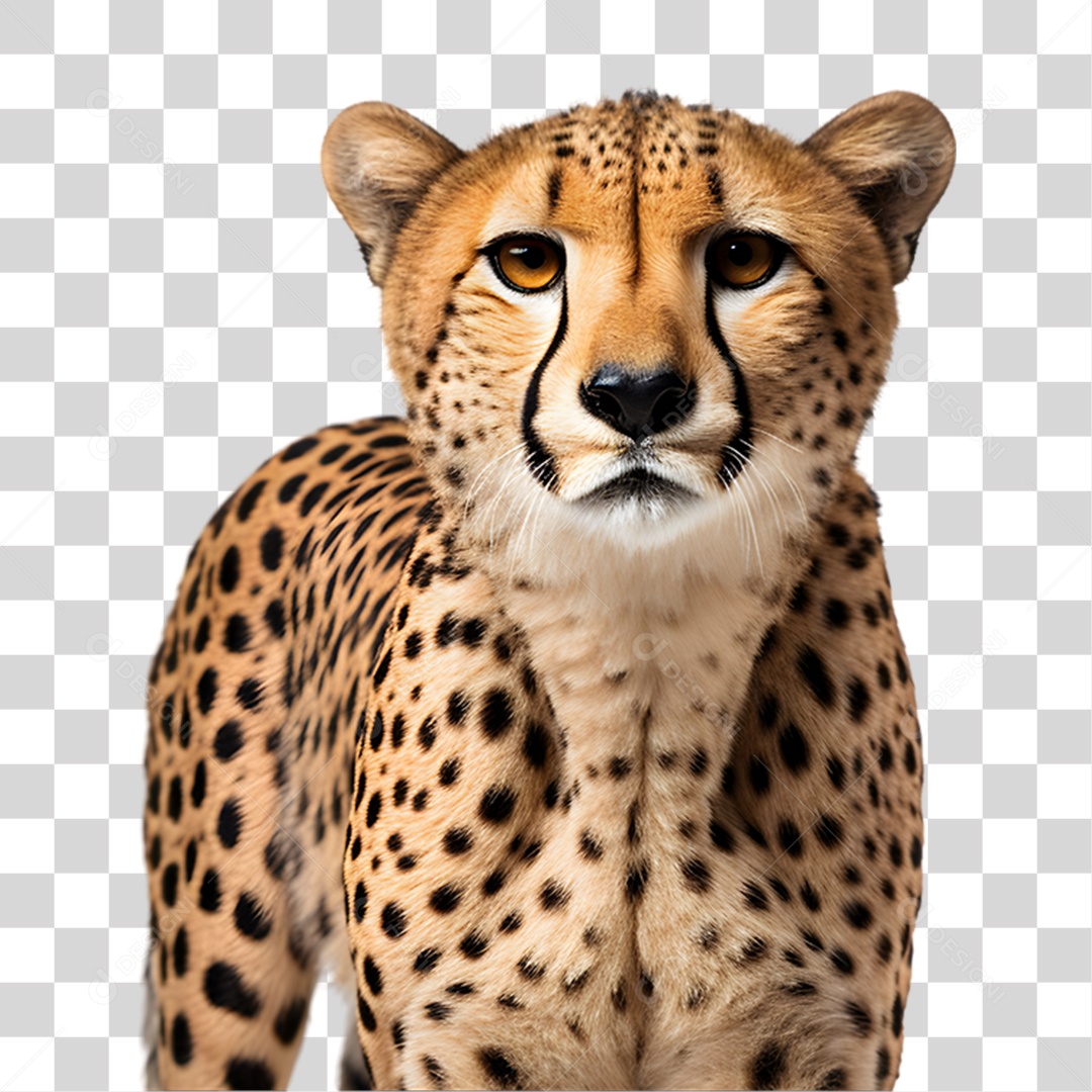 Chita Guepardo PNG Transparente