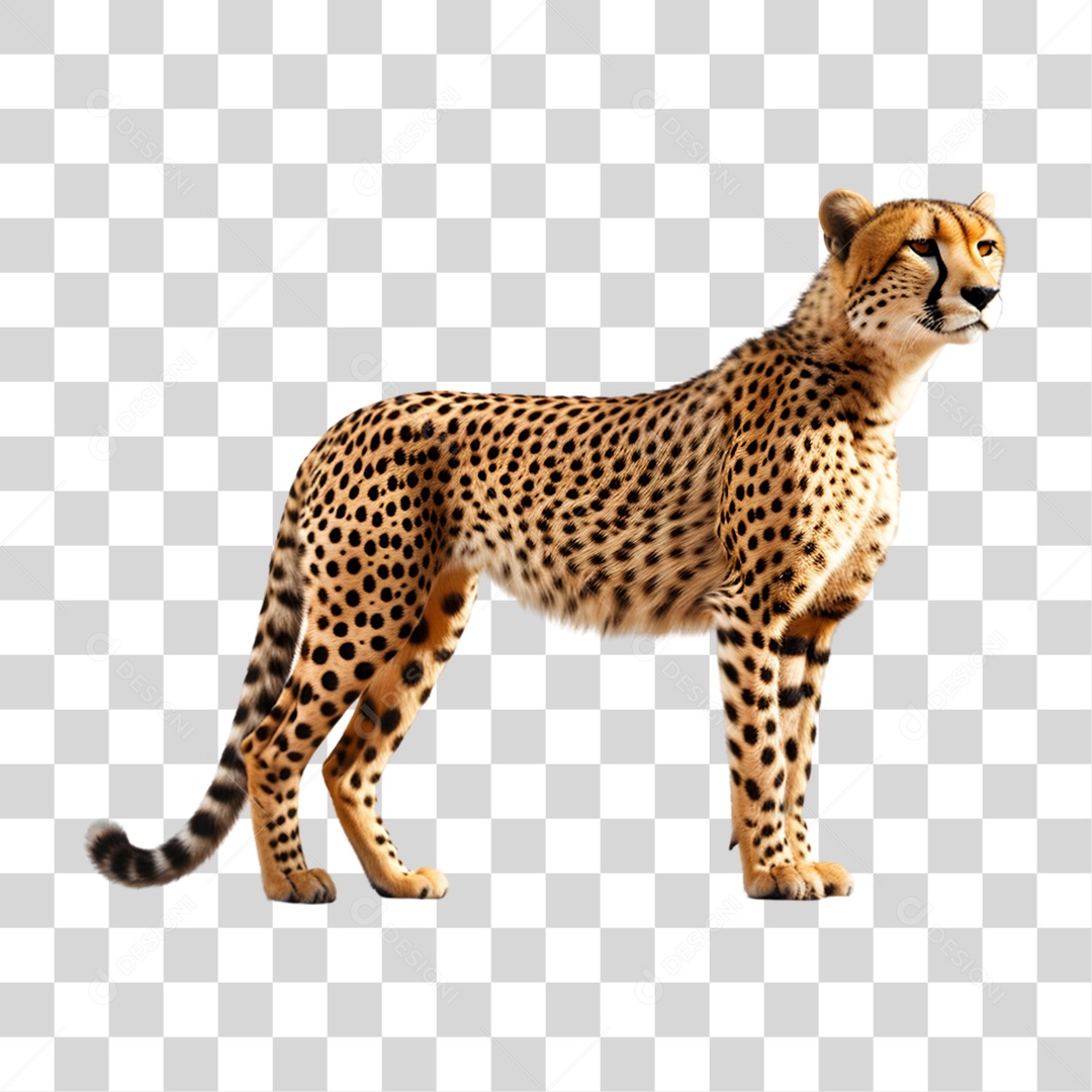 Chita Guepardo PNG Transparente