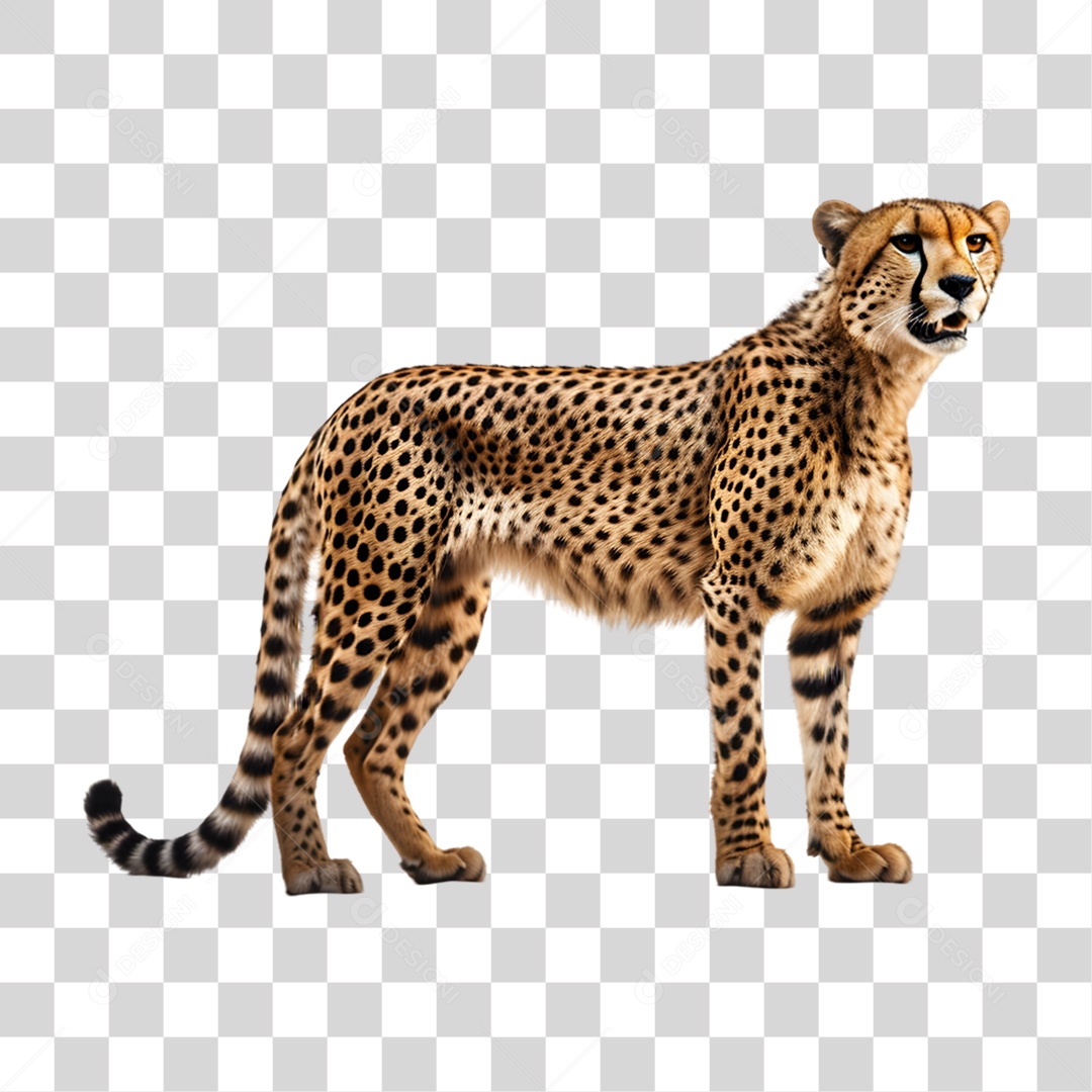 Chita Guepardo PNG Transparente