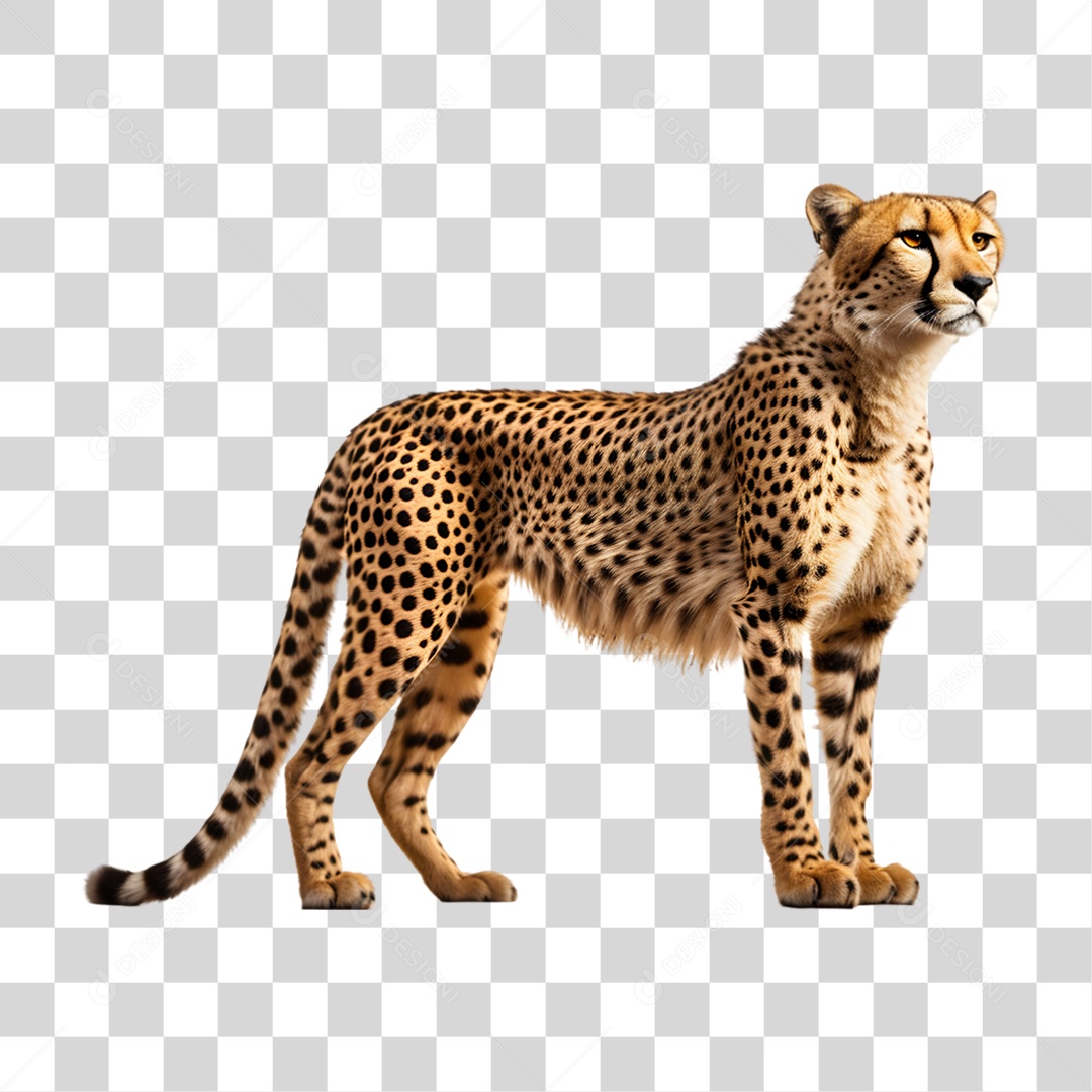 Chita Guepardo PNG Transparente