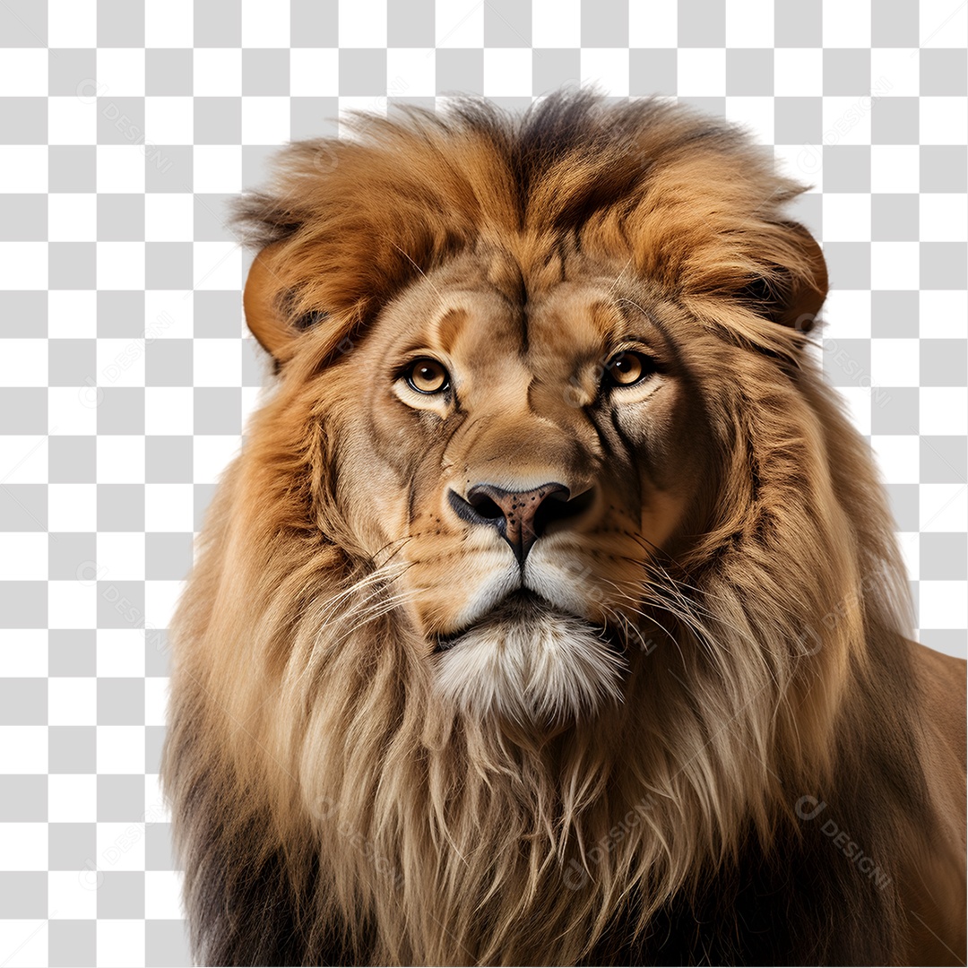 Animal Leão PNG Transparente