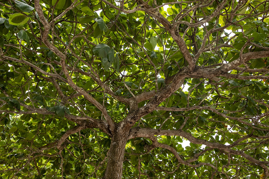 Uma linda copa de árvore