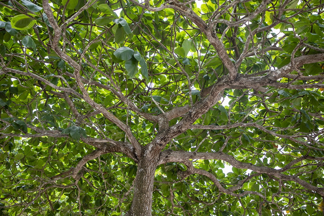 Árvore com galhos verdes