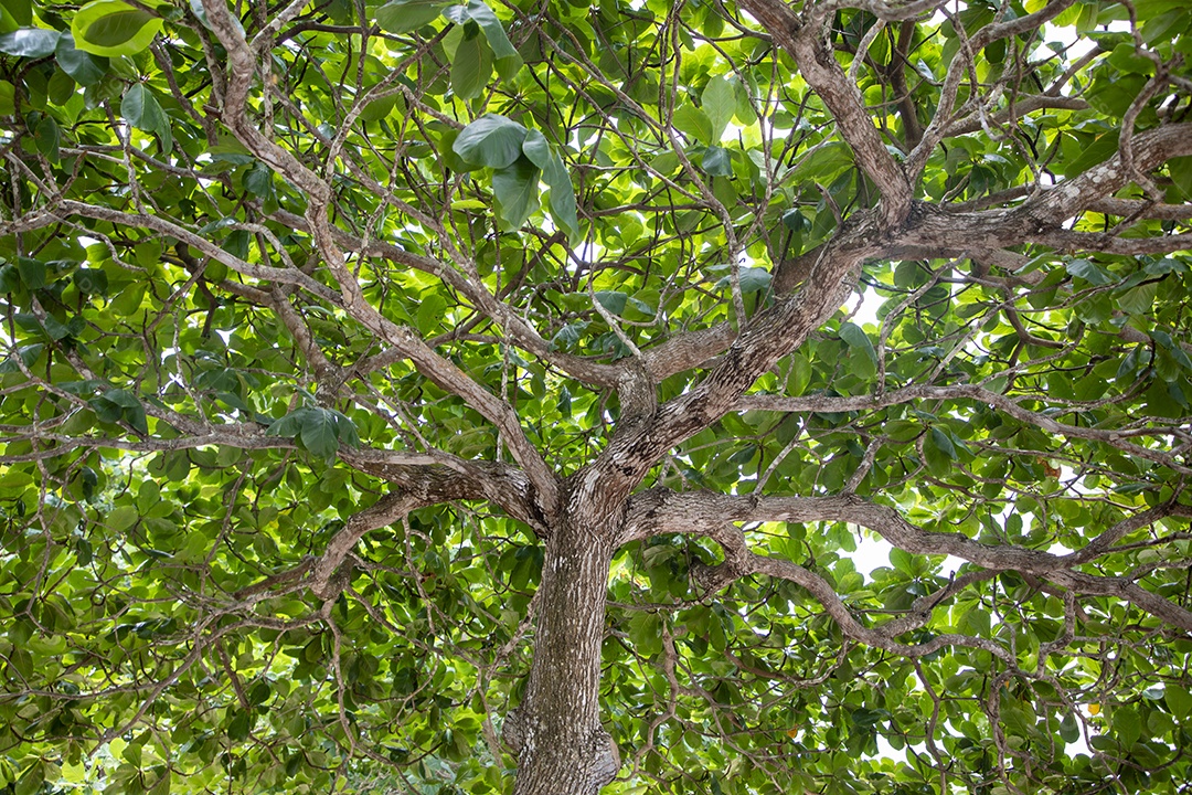 árvore com bastante galhos