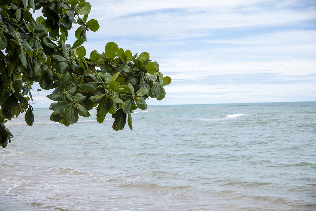 Galhos de uma árvore com mar agitado ao fundo