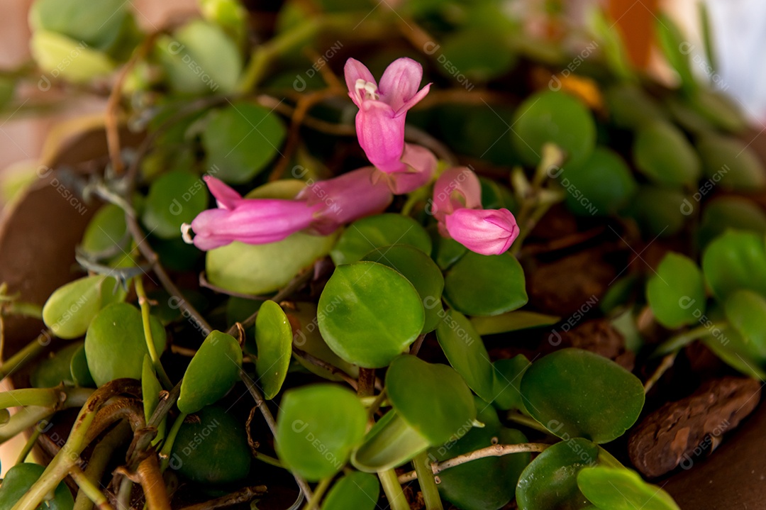 Lindas flores rosa da planta Columneia Aeschynanthus polca rosa