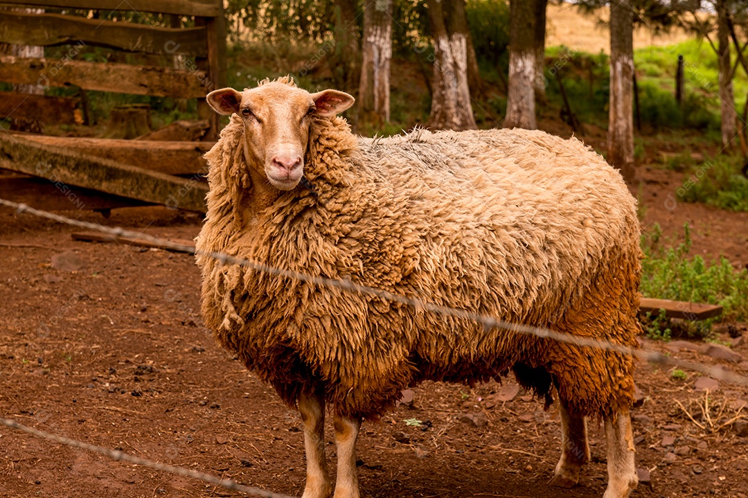 Grandes ovelhas brancas na fazenda