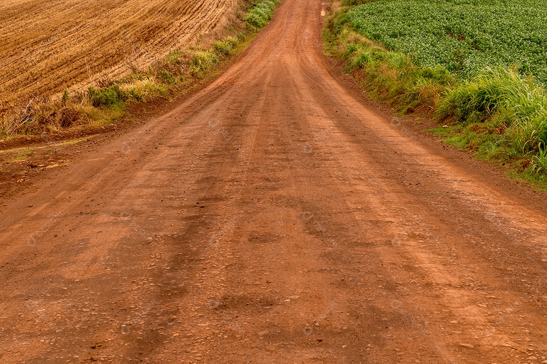 Estrada de terra através da plantação de trigo e milho