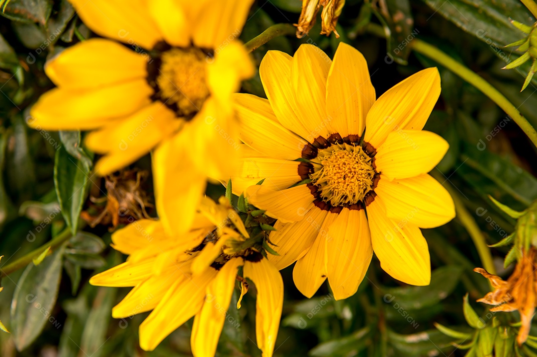 Jardim com flores amarelas Gazania rigens