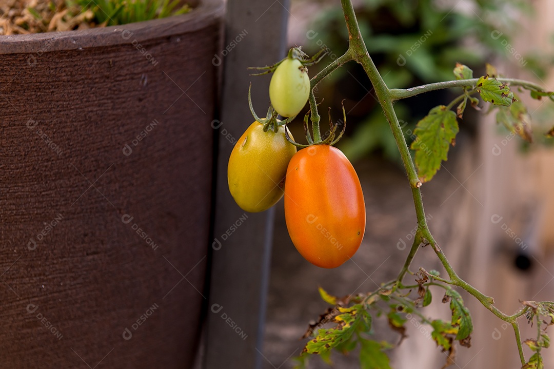 Planta de tomate tomate verde e laranja amadurecendo