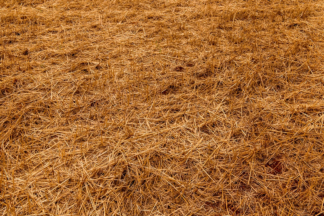 Fundo de textura de palha de colheita de trigo