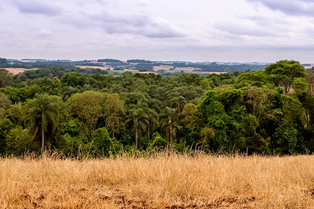 Lavouras de trigo mata nativa e céu nublado