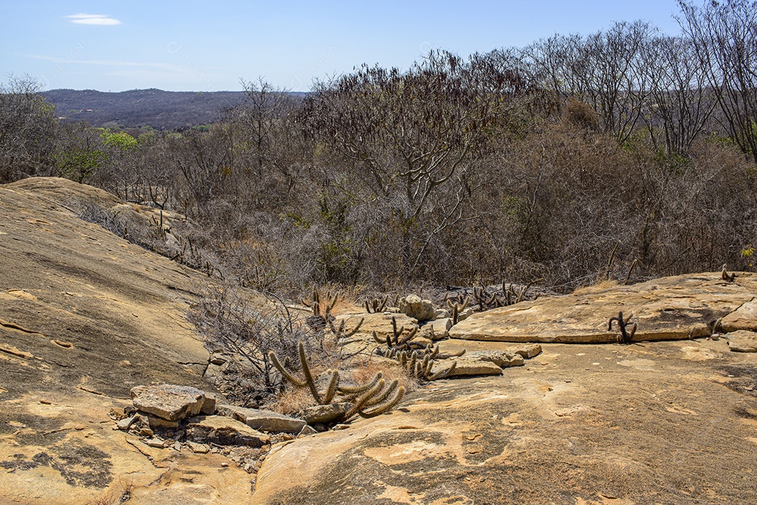 Caatinga bioma brasileiro vegetação