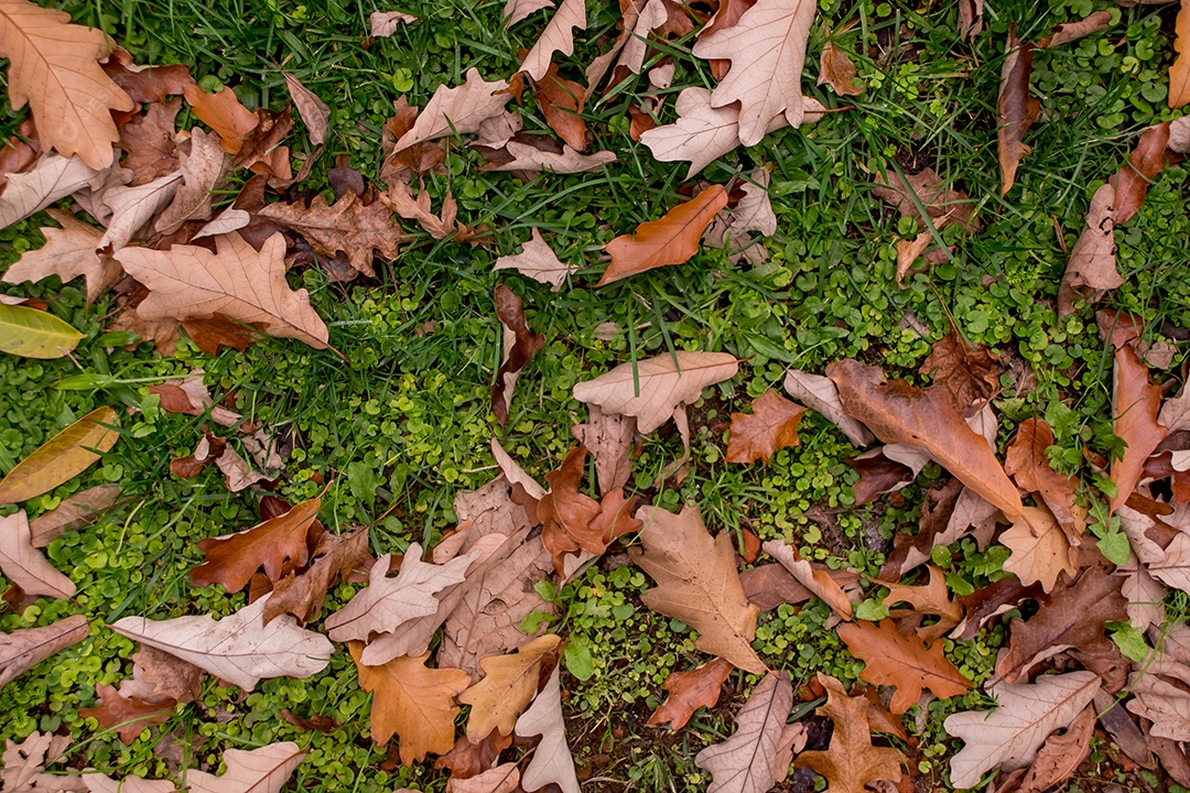 Fundo de textura de folhas secas caídas na grama