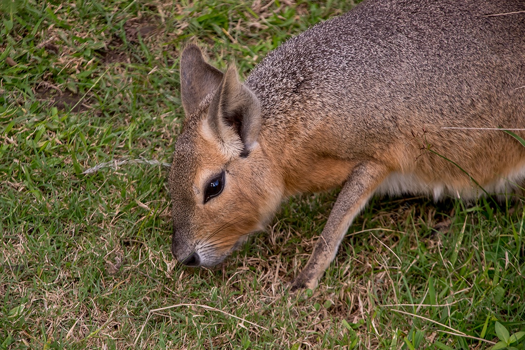 Mara da Patagônia comendo grama