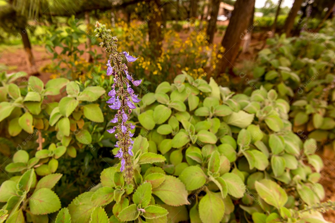 Bela floração do boldo Plectranthus barbatus