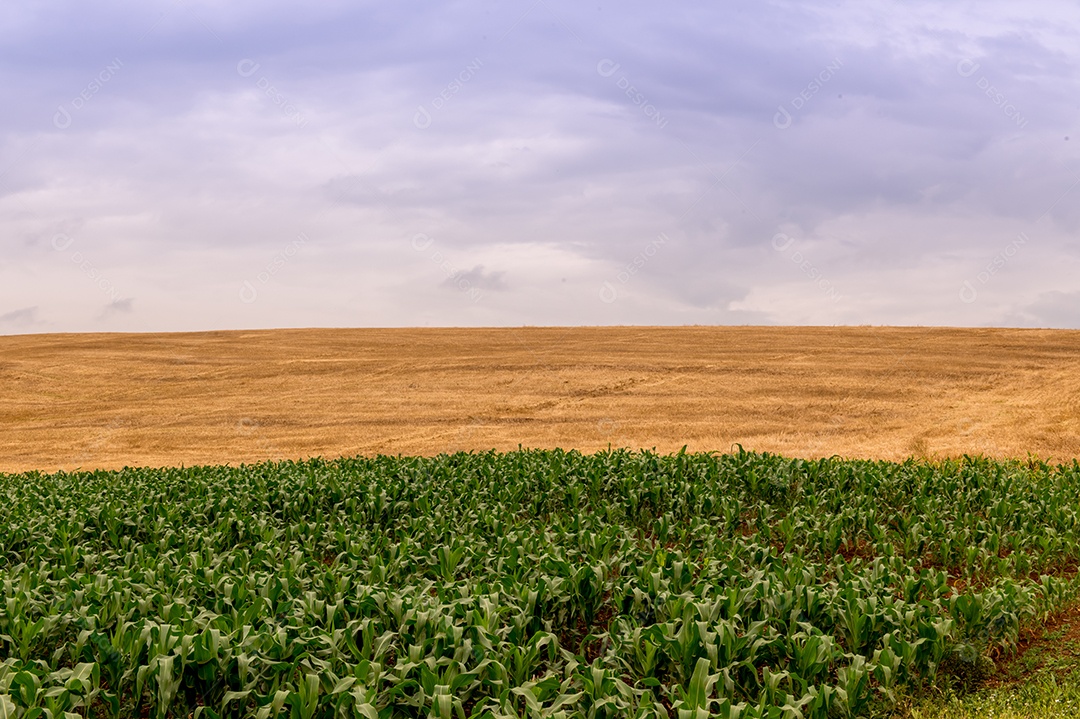 Plantação de milho plantação de trigo e céu nublado