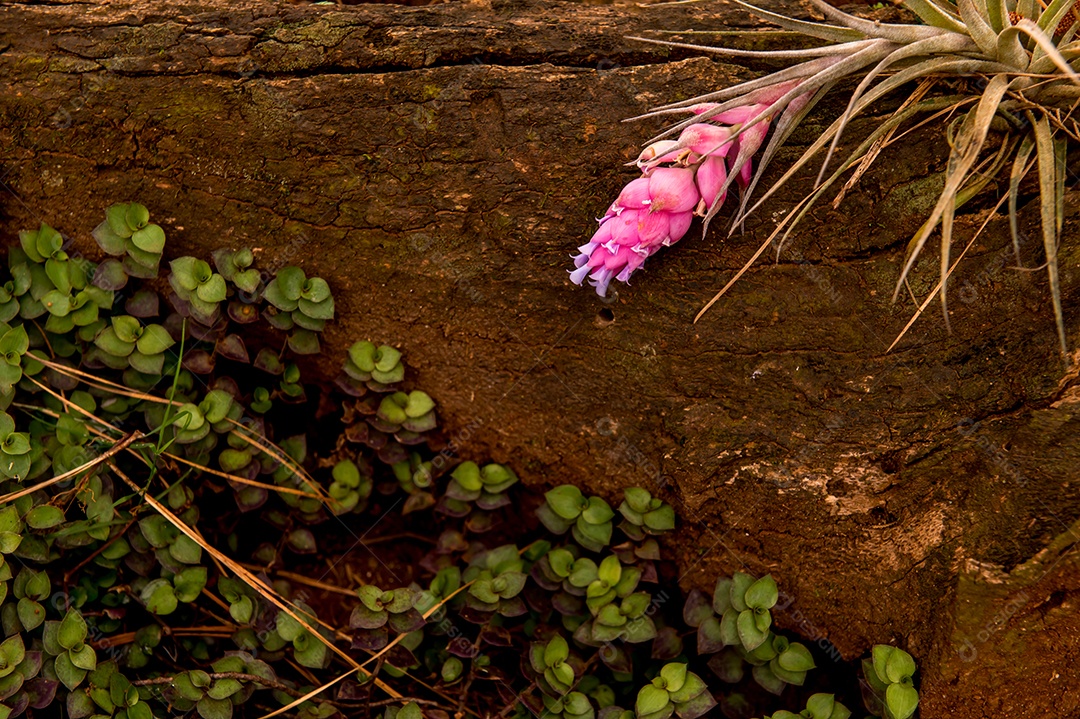 Detalhes de flores rosa de Tillandsia stricta