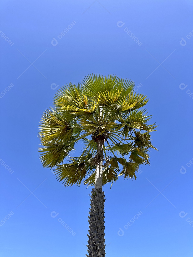 Carnaúba é uma palmeira da família arecaceae