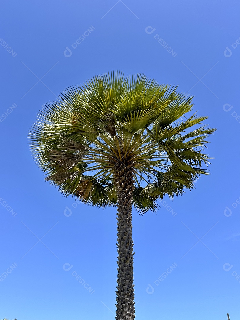 Carnaúba contra fundo de céu azul