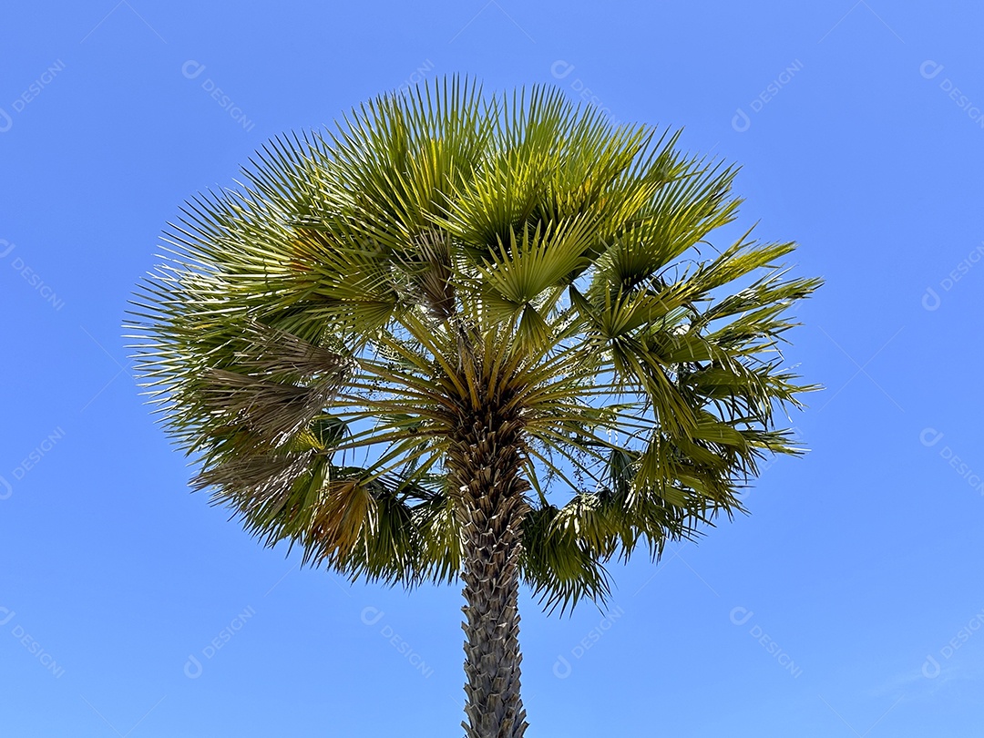 Carnaúba contra fundo de céu azul