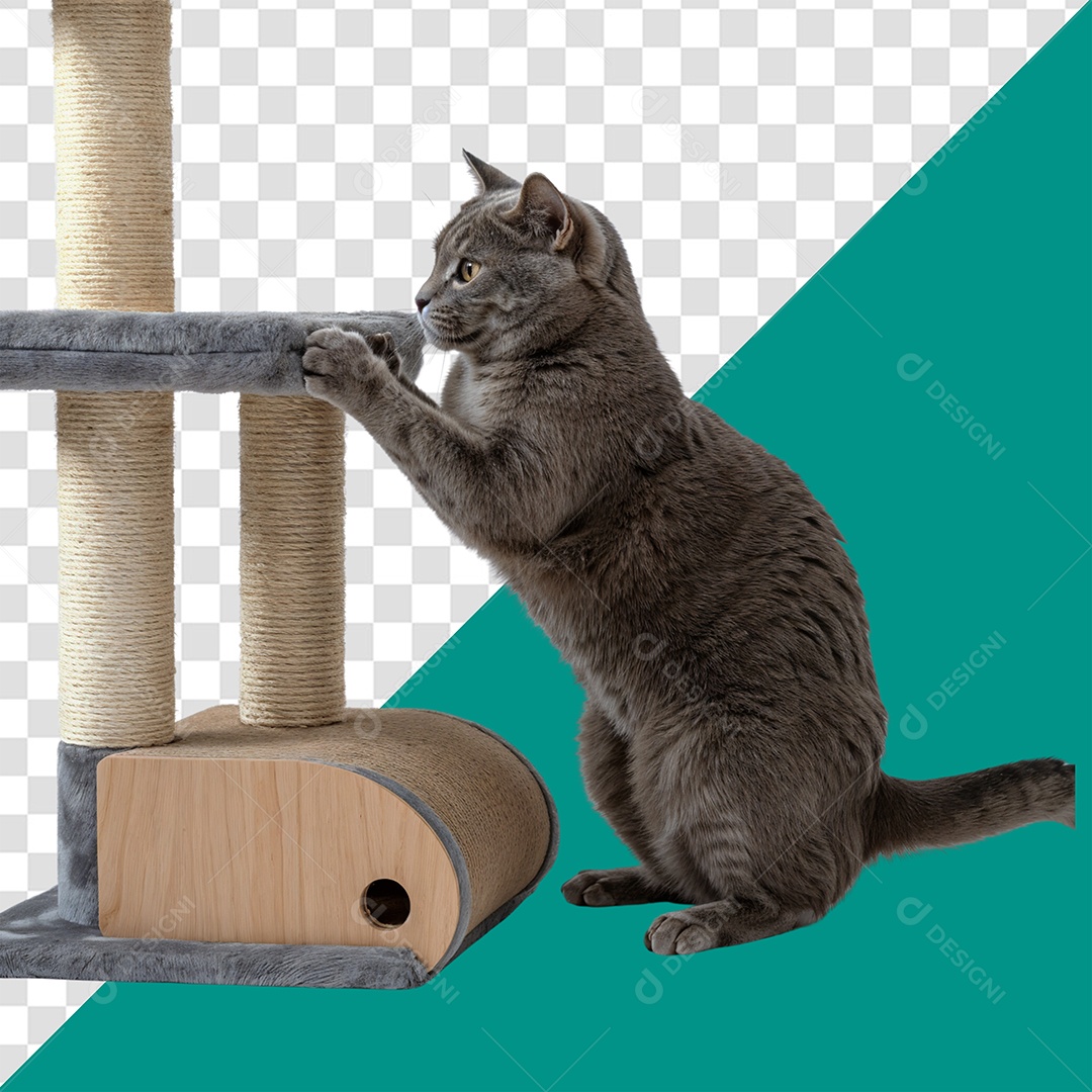 Gato Brincando Elemento 3D para Composição PSD