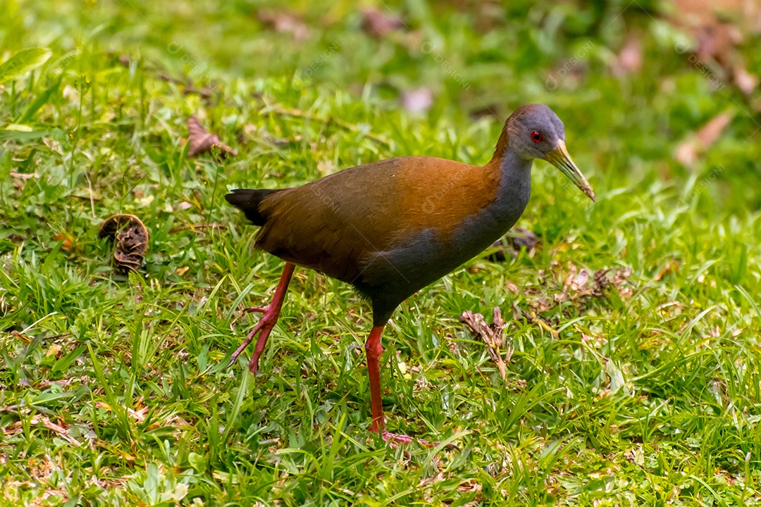 Lindo trilho de madeira de pescoço cinza