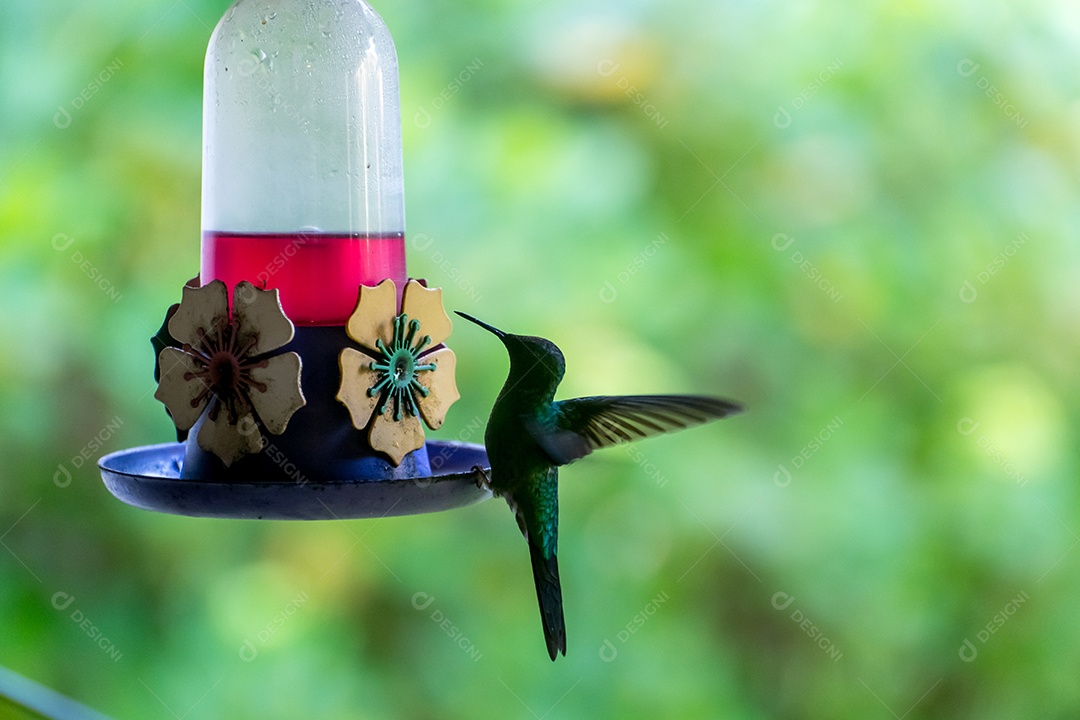 Lindo beija flor se alimentando com fundo desfocado