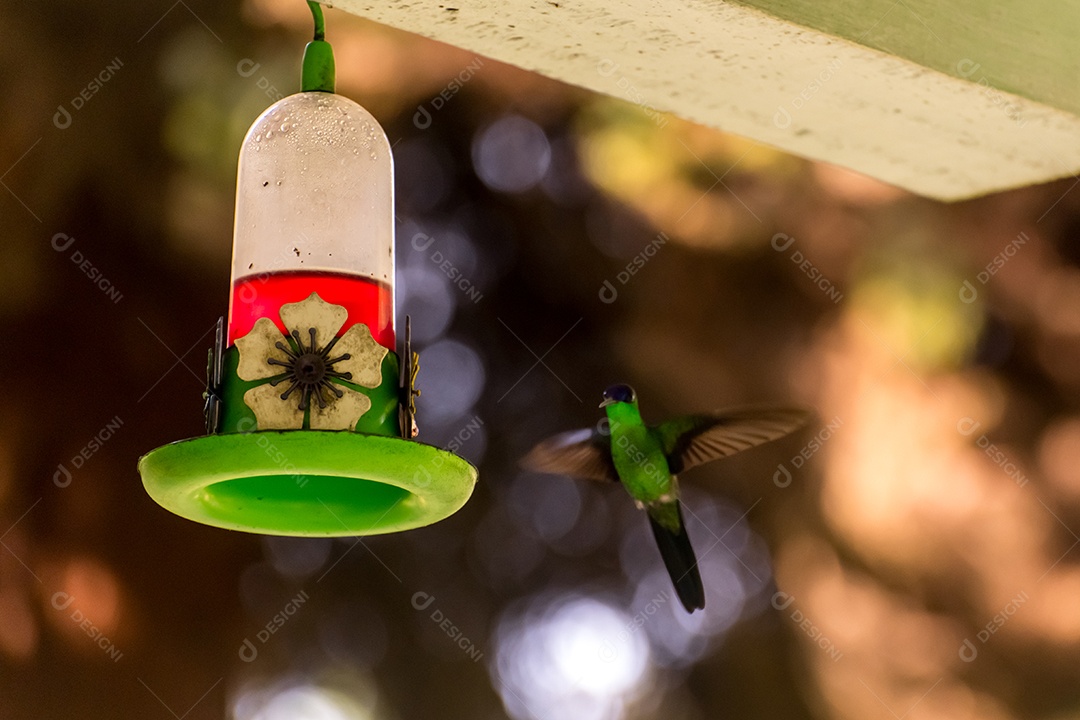 Lindo beija-flor voando com fundo desfocado