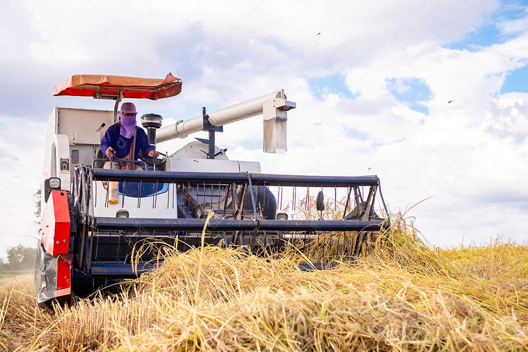 Colheita de arroz trabalhadores estão dirigindo uma colheitadeira para colher arroz dos campos dos agricultores no campo agrícola