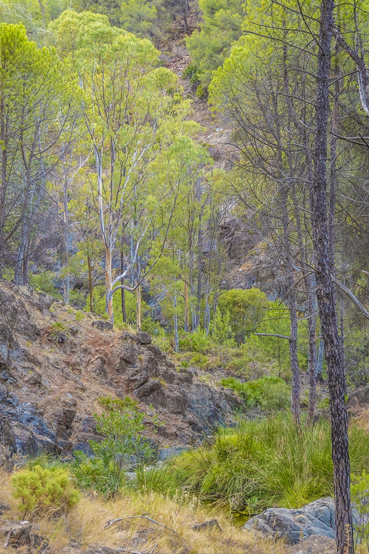 Oliveiras na zona rural de Malag Espanha