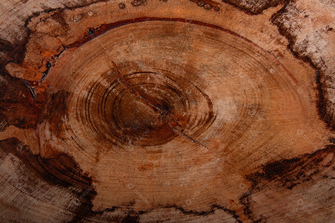 Detalhe da textura de madeira do tronco de árvore