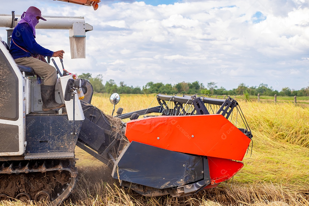 Colheita de arroz trabalhadores estão dirigindo uma colheitadeira para colher arroz dos campos dos agricultores no campo agrícola
