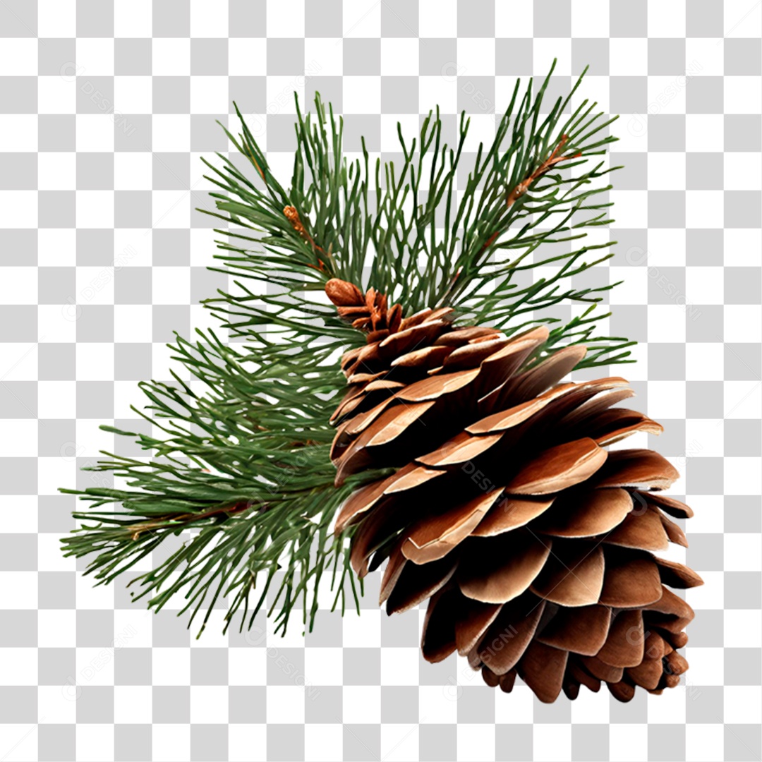 Pinhão Natalino PNG Transparente