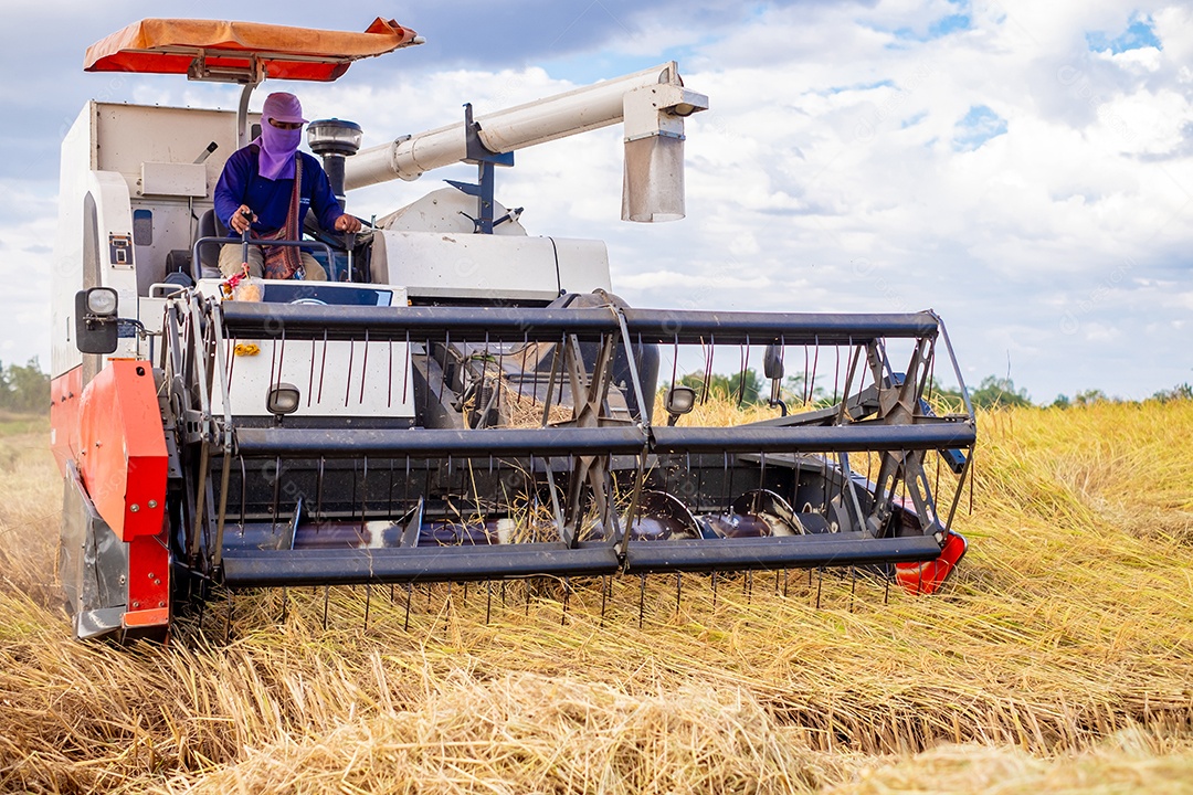 Colheita de arroz trabalhadores estão dirigindo uma colheitadeira para colher arroz dos campos dos agricultores no campo agrícola