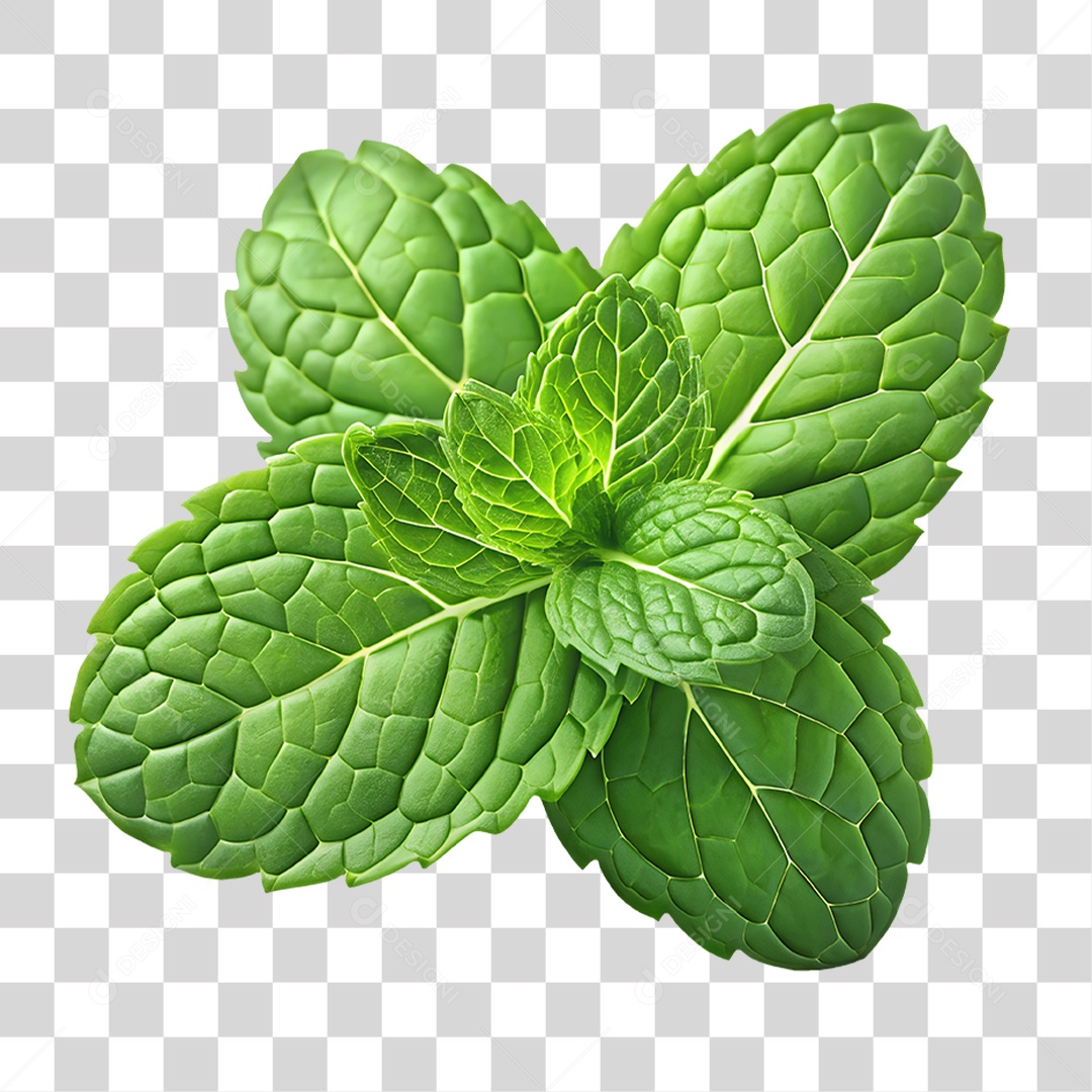 Hortelã Elemento 3D para Composição PNG Transparente