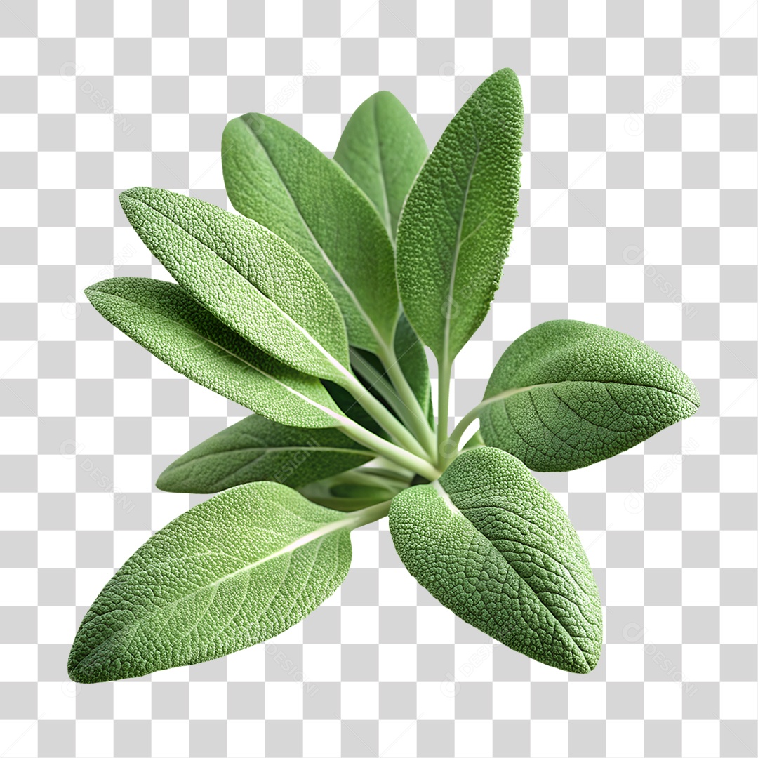Sálvia Elemento 3D para Composição PNG Transparente