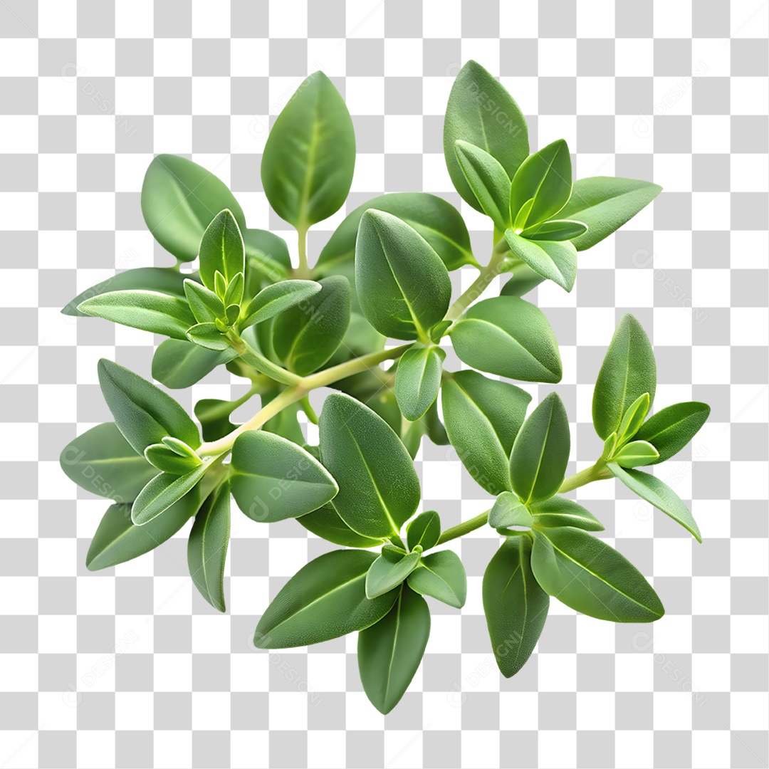 Tomilho Elemento 3D para Composição PNG Transparente