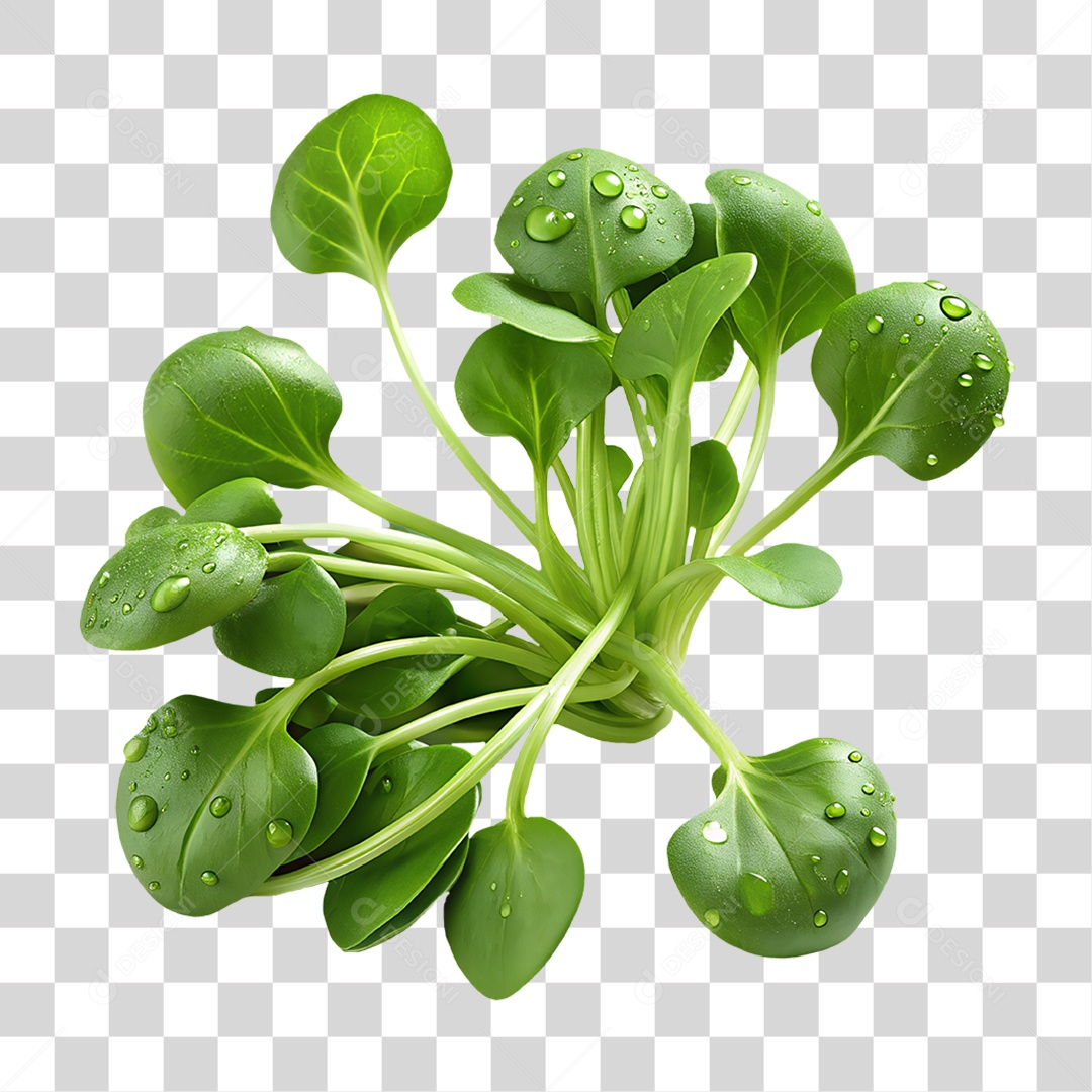 Agrião Elemento 3D para Composição PNG Transparente