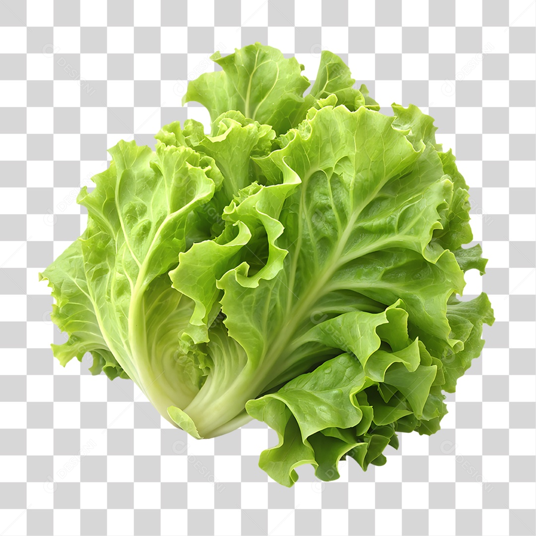 Alface Elemento 3D para Composição PNG Transparente